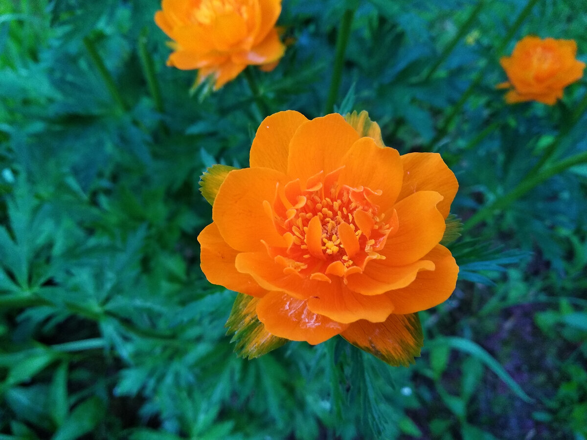 Trollius komarovii