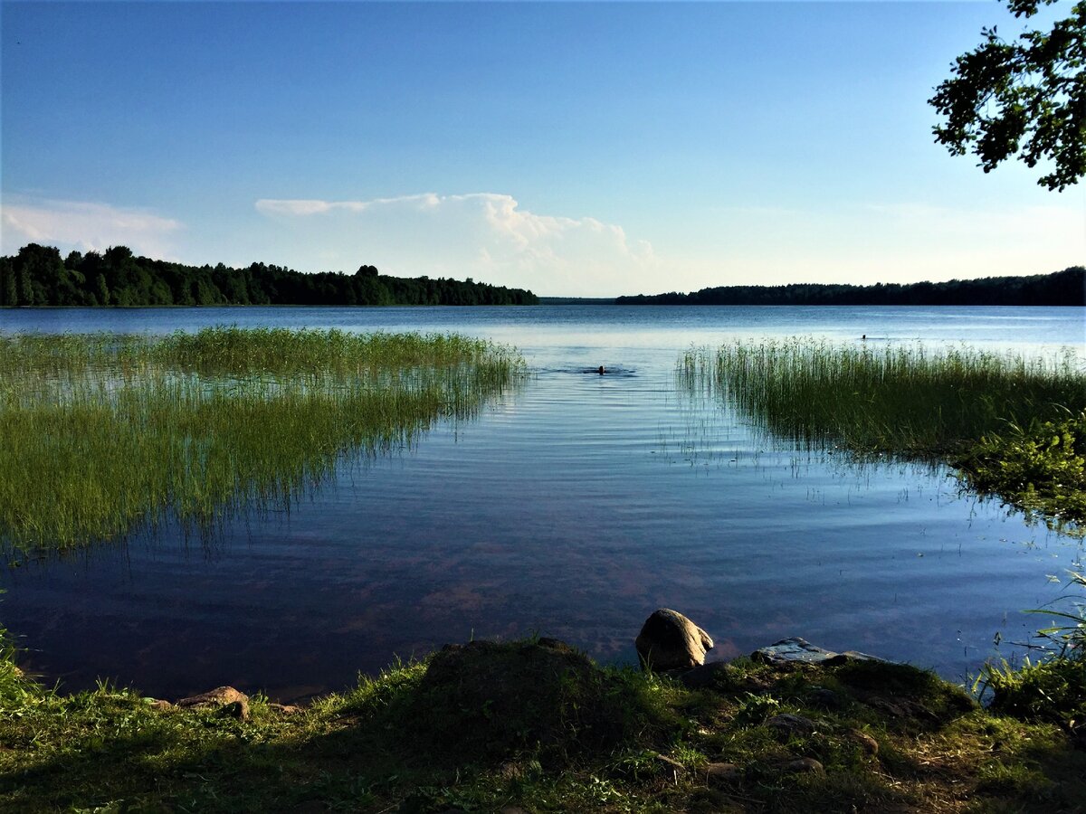 Луга, озеро Красногорское