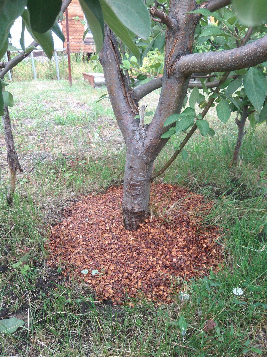 Скорлупа орехов в огороде