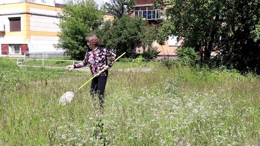 Сайт горсюн нижний тагил. Методы изучения насекомых кошение.