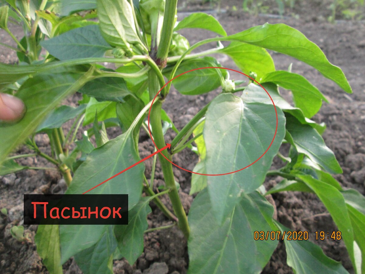Где у перца коронный цветок фото "У меня перца всегда много, просто удобряю его правильно" - делюсь своей провере