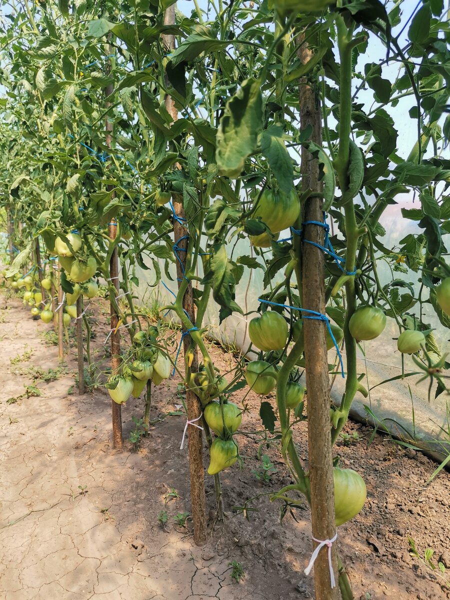 Сорт "Бычье  сердце" 