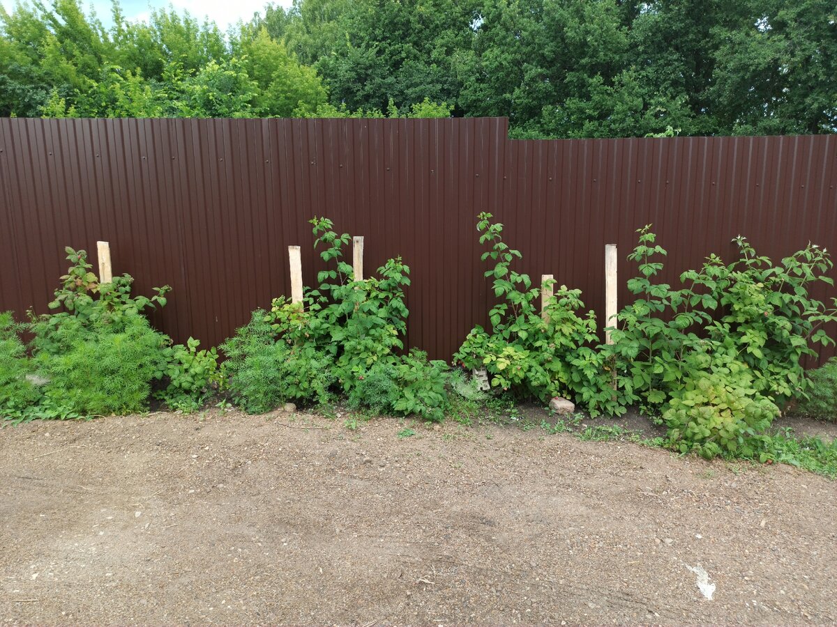 Вбили колышки, подвязали кусты. 