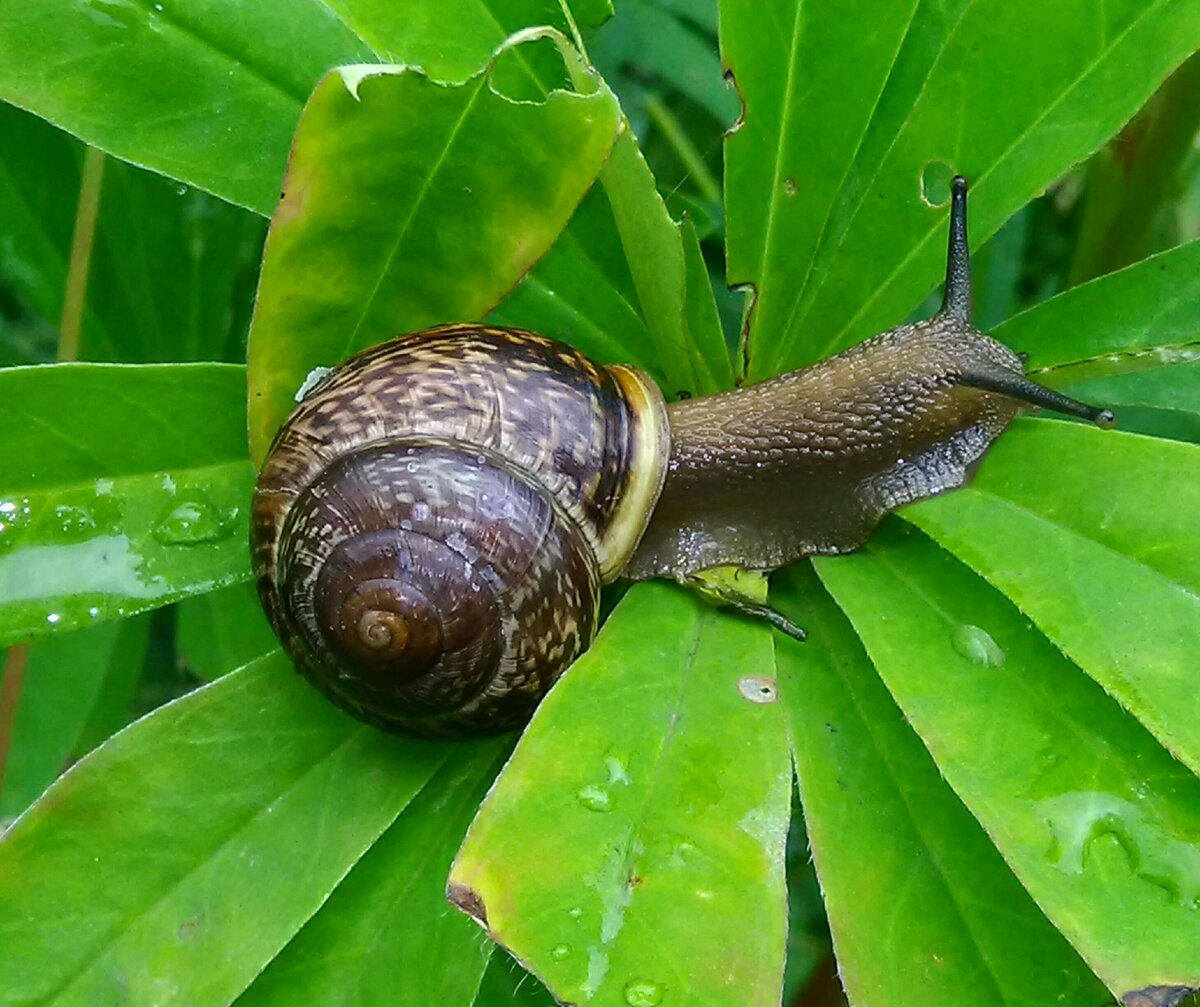 Улитка Priotrohatella stellata