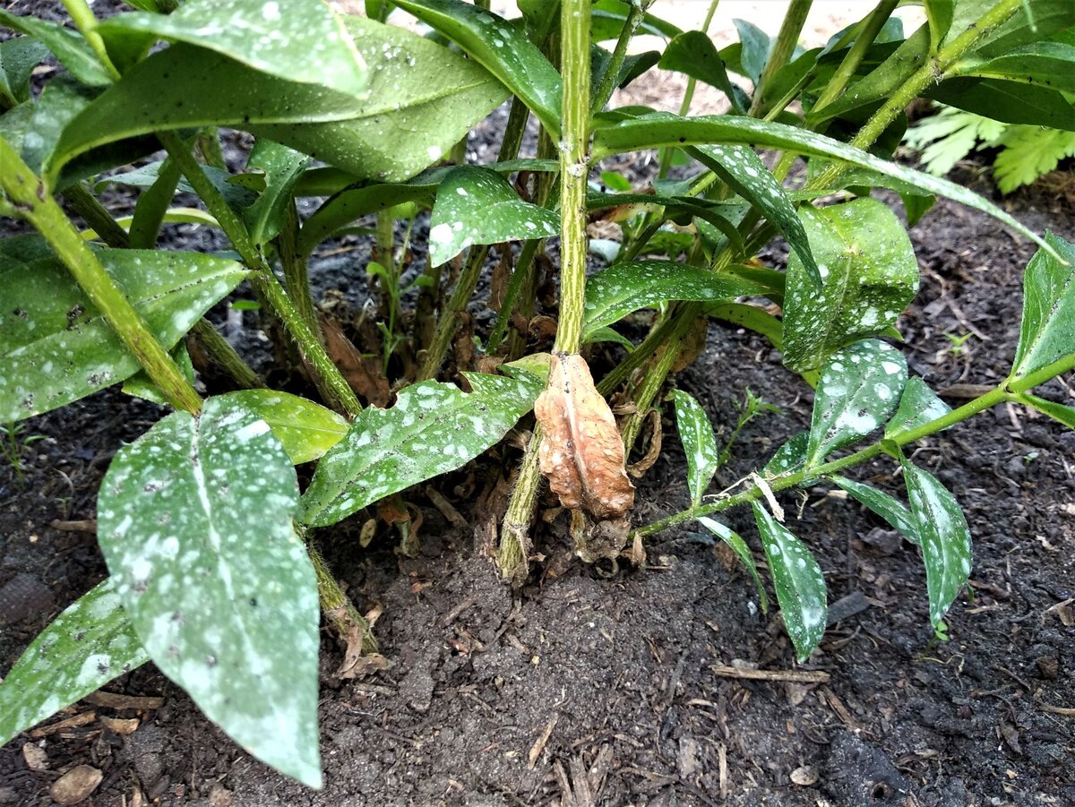 Почему у флокса сохнут нижние листья. Болезни флоксов скручиваются листья. Светлеют листья флоксов. Фузариоз флоксов. От мучнистой росы на флоксах.