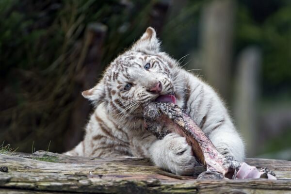 Правдивые факты о белых тиграх