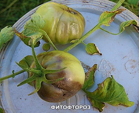ФИТОФТОРОЗ ТОМАТОВ