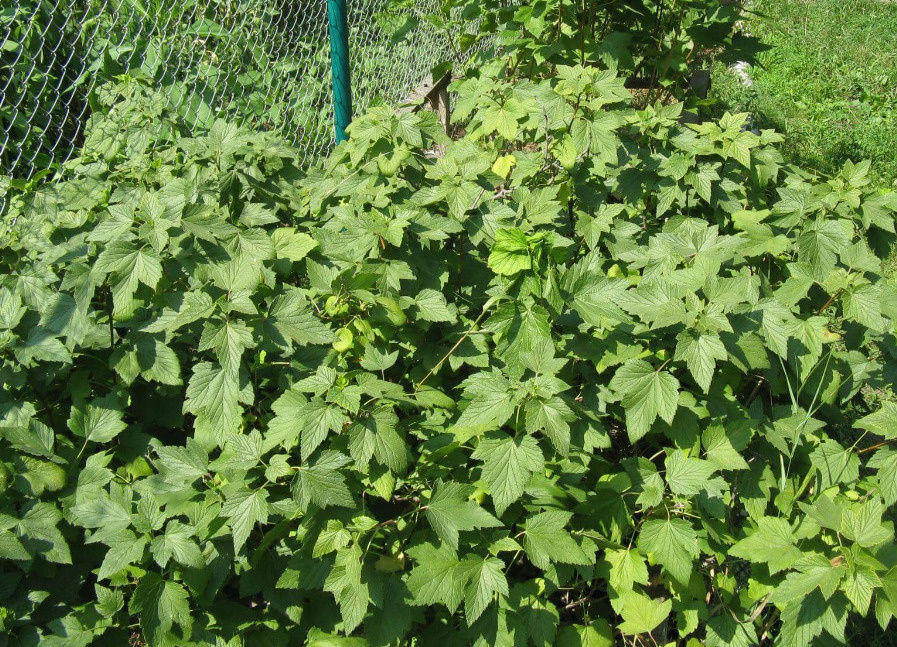 Куст смородины.