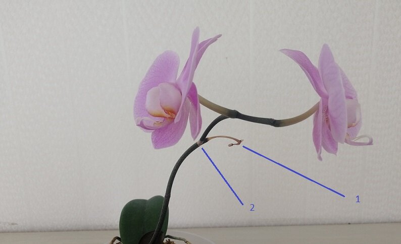 1 - цветонос начал сохнуть с кончика после отцветания бутона
2 - боковая почка пробудилась и дала 2 цветка