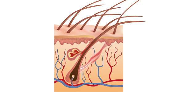 кожа головы с волосами, визуализация сальных желез