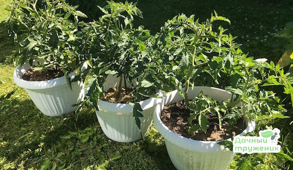 Отсадила в открытый грунт слабую рассаду томатов и оставила без ухода — показываю, что выросло к концу июля