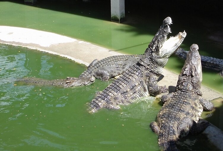 Крокодилы в зоопарке (некоторые политические лидеры выглядят похоже)
