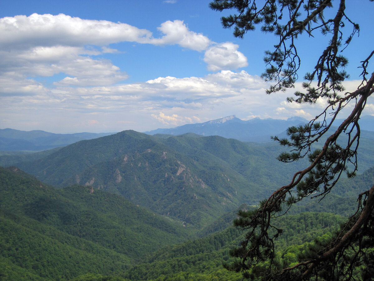 Панорама сосна Адыгея