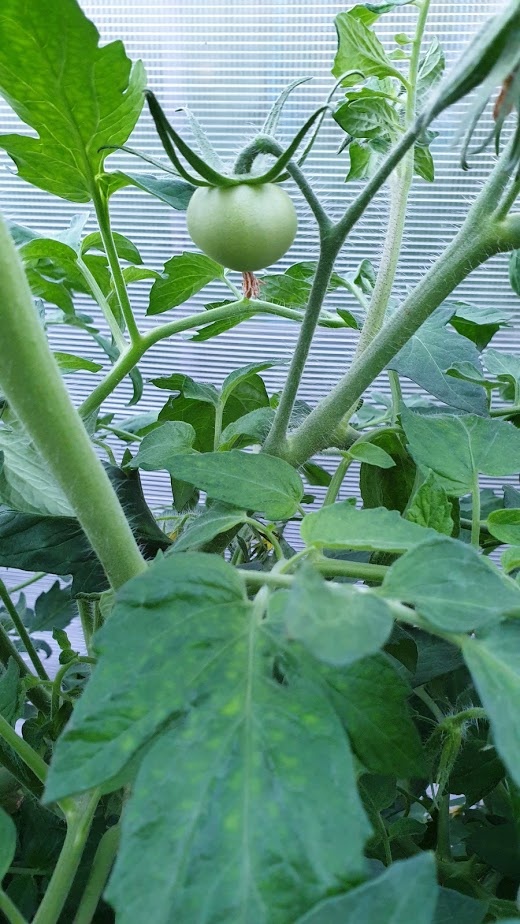 Повышаем иммунитет и сопротивляемость к фитофторе.Сорт томата "Луч оранжевый"Фото автора Алесад.