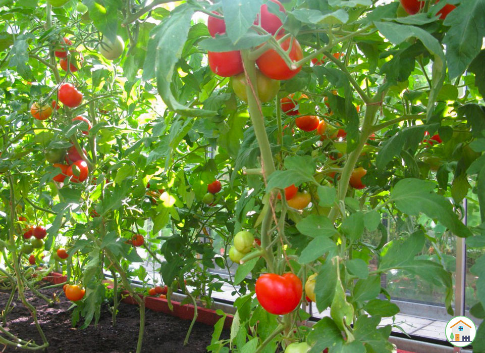 Помидоры начинают краснеть