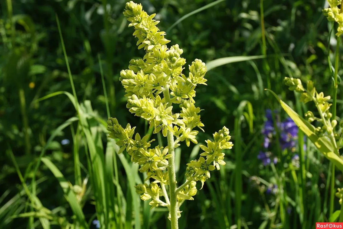 Чемерица фото. Чемерица Лобеля. Чемерица Лобеля Veratrum lobelianum. Чемерица (Veratrum). Чемерица Луговая.