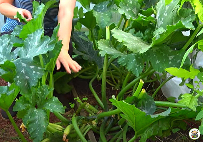 Куст кабачка обрезан