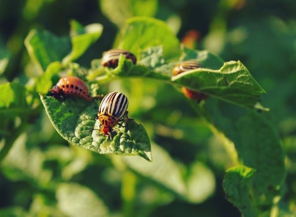 Источник фото: https://clck.ru/PsSUQ