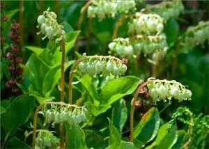 Боровая матка