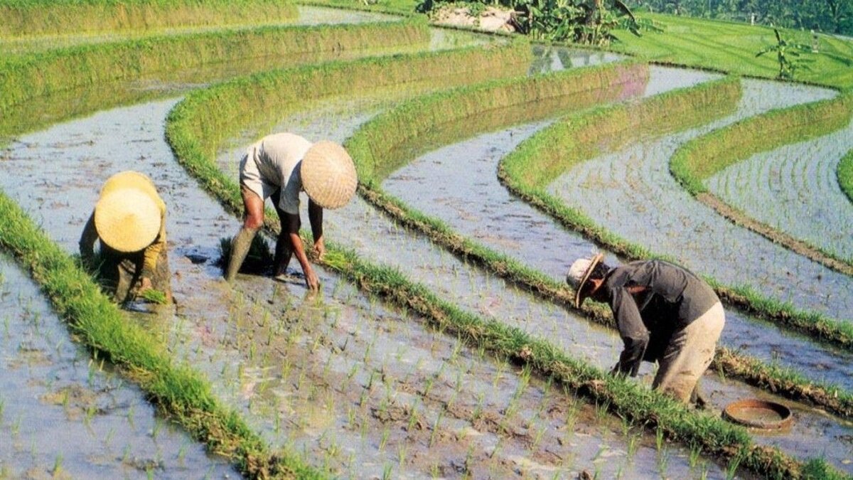 Рисовые поля.Именно так растет рис