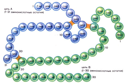 Молекула инсулина. (фото: www.tugulympu.ru)