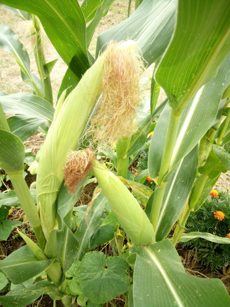 Кукуруза в Краснодарском крае