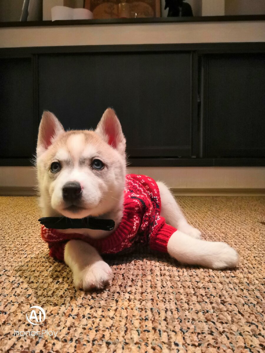 Они ведь такие маленькие, им необходимо много и правильно питаться