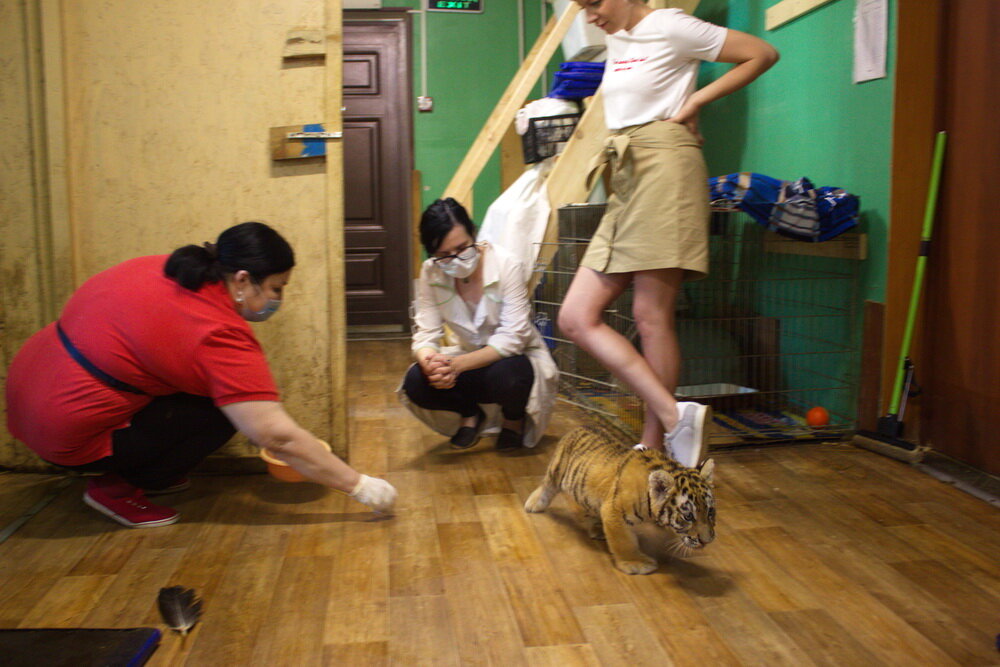 Довольно быстро он обжился. Котики с надписями. Постучись в мою дверь смешные. Довольно быстро он обжился. Довольно быстро он обжился.