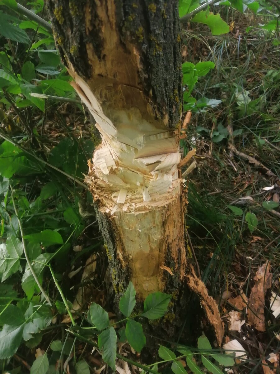 Вот из такого дерева делали. 