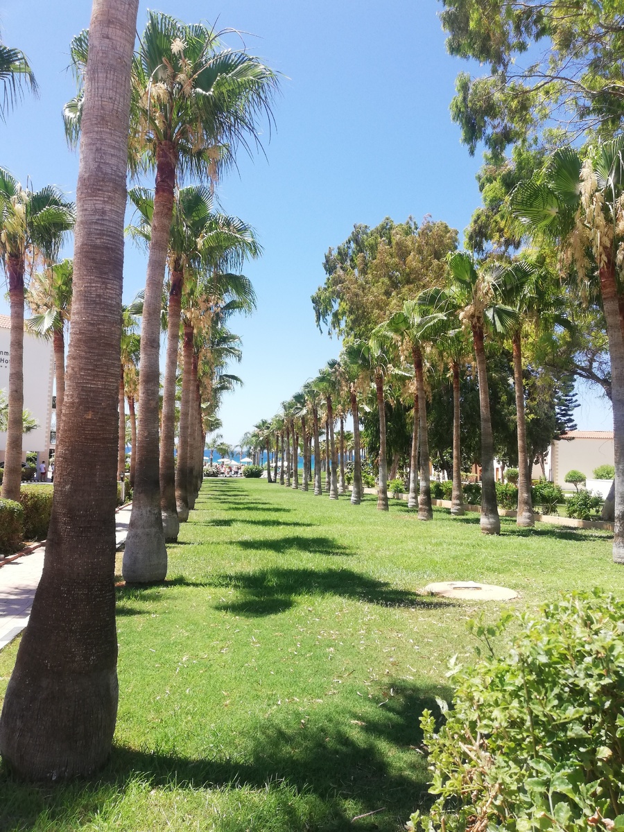 Вот такую симпатичную пальмовую аллею увидели по пути. Листайте дальше, там "Призрачный гонщик"