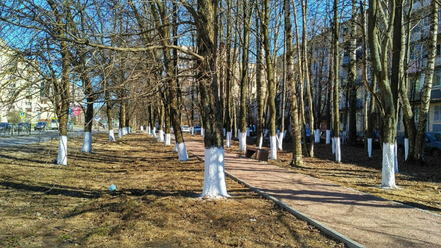 Почему красят деревья. Побелка деревьев в городе. Побеленные деревья. Белят деревья в городе. Белить деревья в парке.