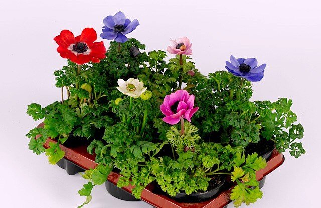 Анемона комнатная композиция