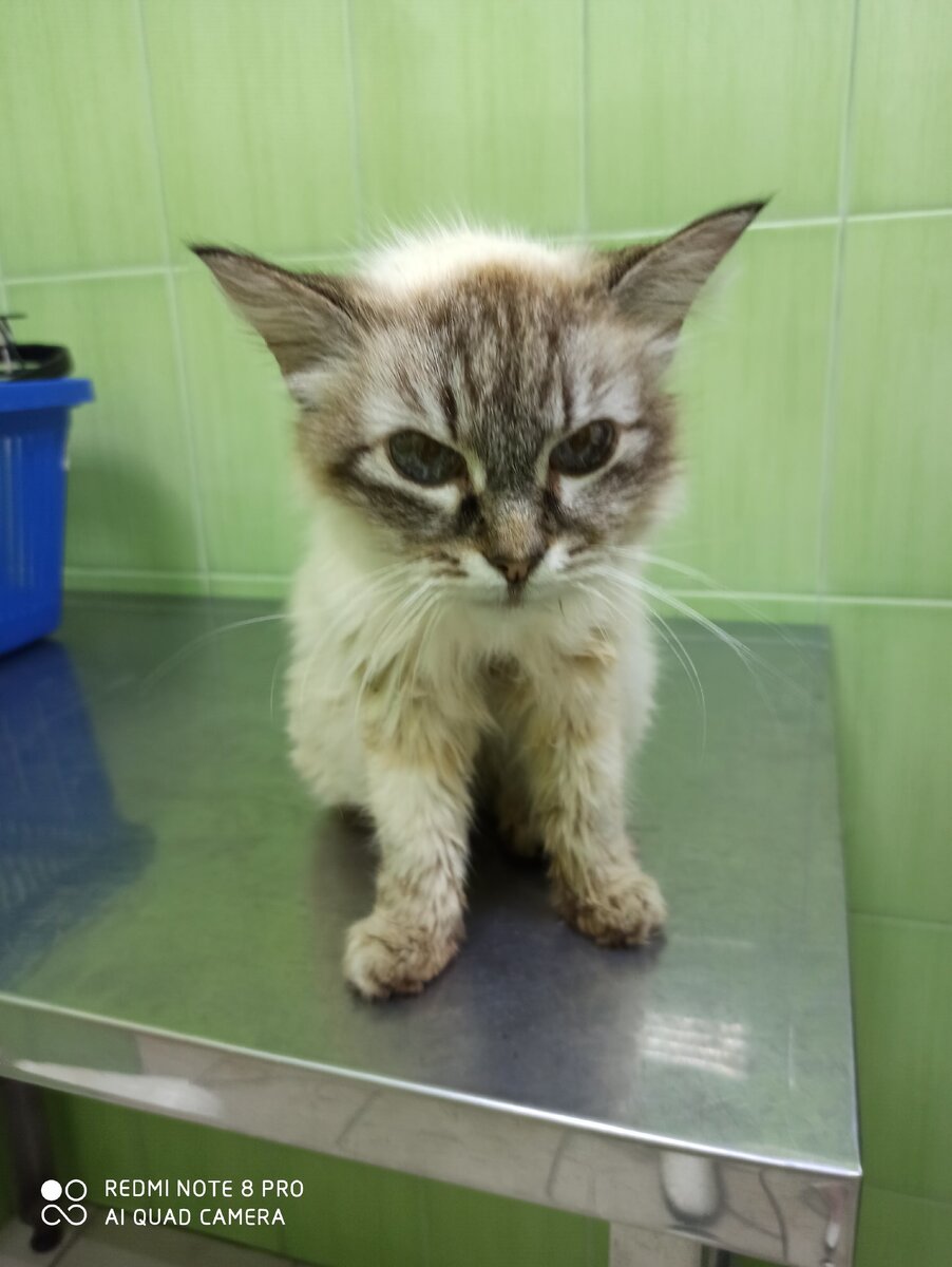 В ветеринарной клинике (галерея)