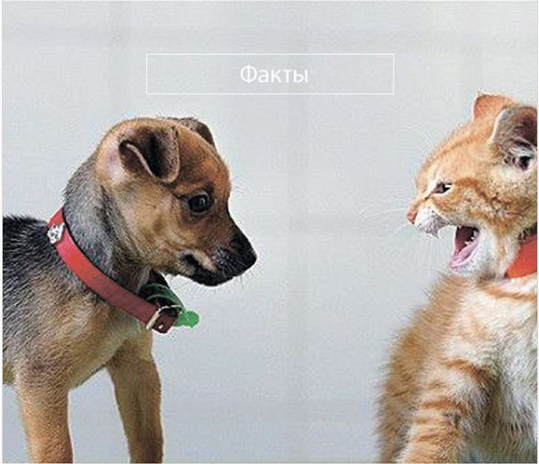 Почему собаки не любят кошек?