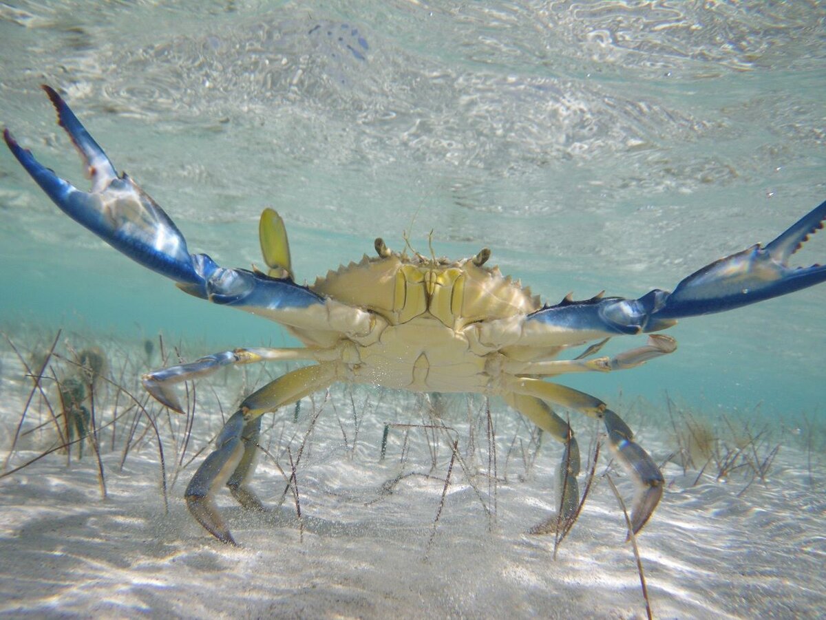 крабы черного моря