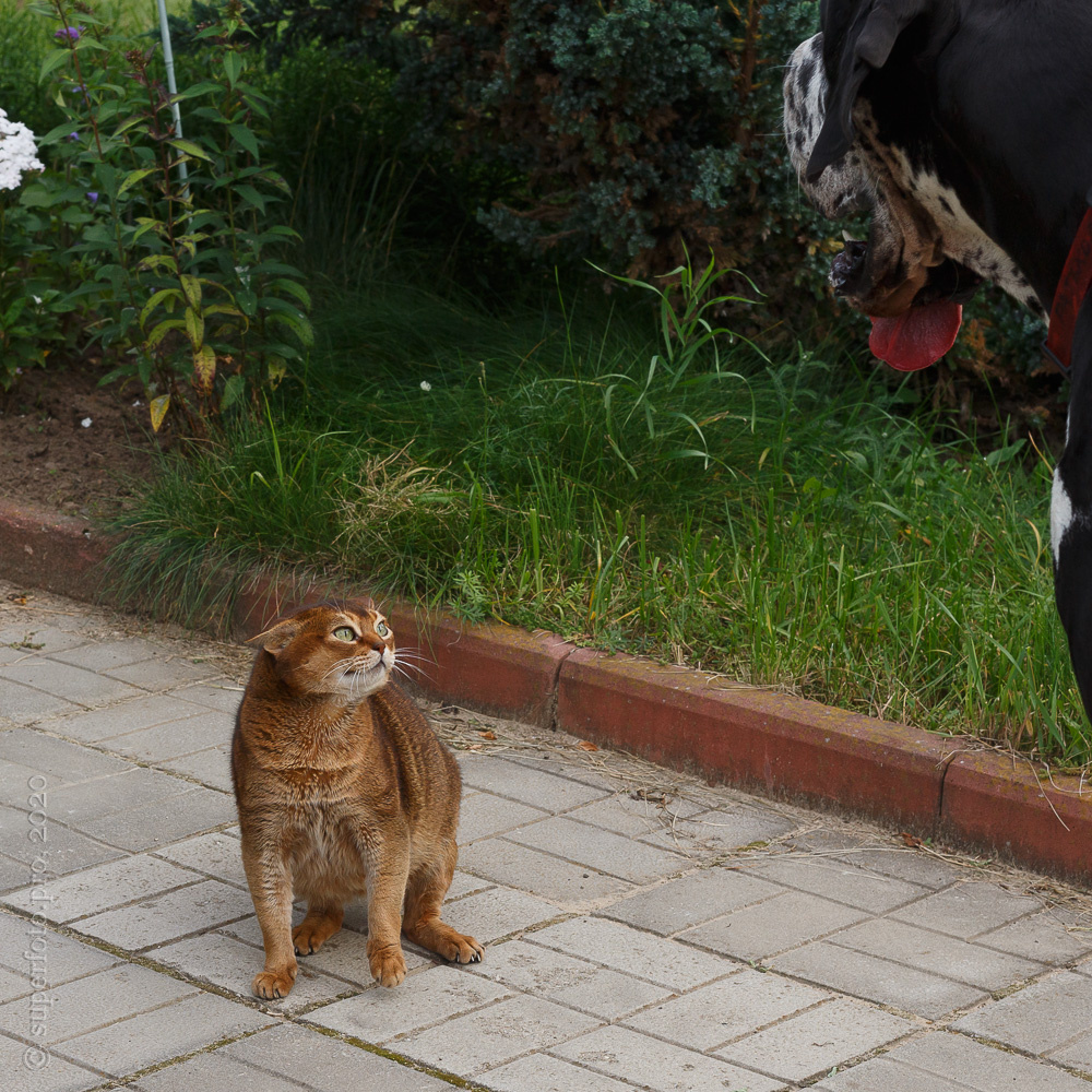 «Осторожно, во дворе злой кот!»