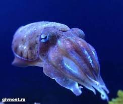 Каракатица