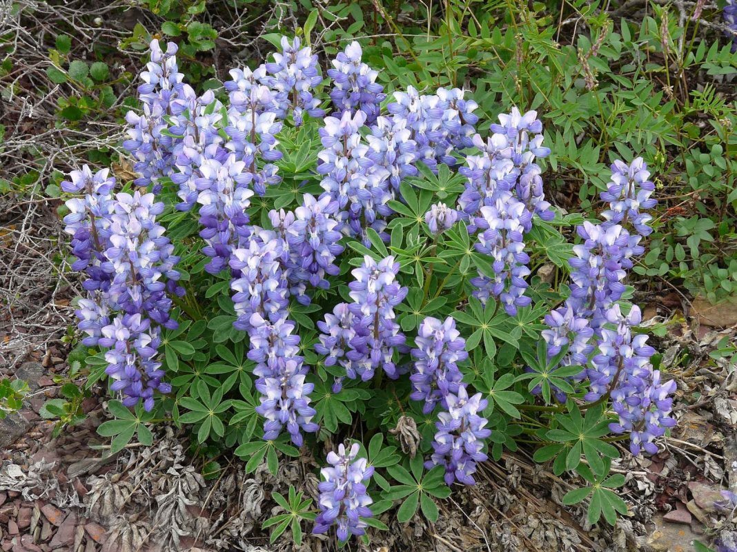 Люпин арктический (Lupinus arcticus) (фото из открытых источников)
