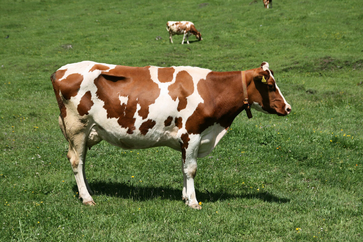   Красно-пестрая порода коровы зарегистрирована в Советском Союзе в 1998 году.-2