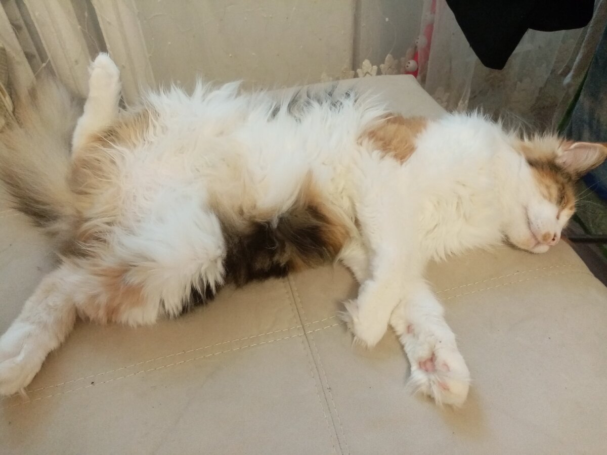 Моника сейчас