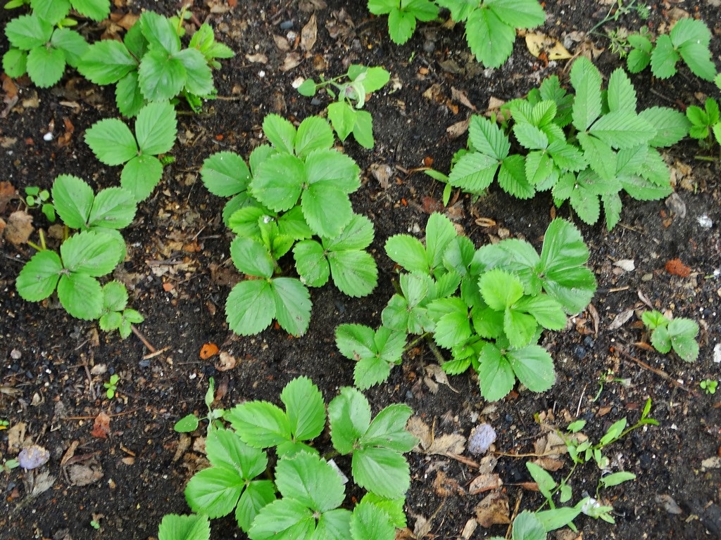 Лучшие предшественники для клубники на приусадебном участке, или после ...