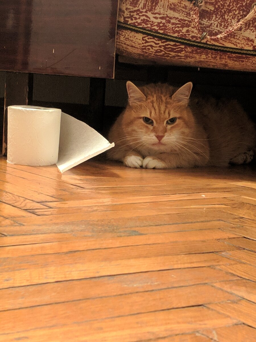 Кот для мема