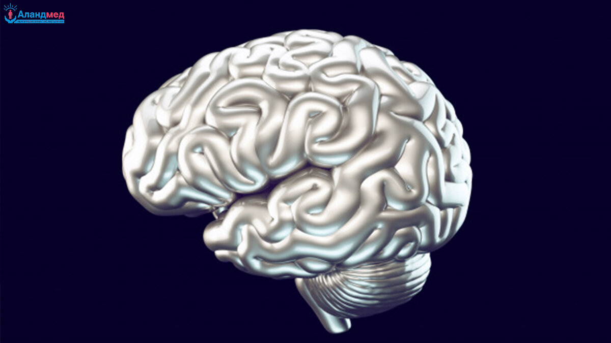 Согласно триединой теории мозга, мозг условно делится на три участка: Рептильный мозг,  Лимбический мозг (лимбическая система)  и Кора (неокортекс).  Эти три участка последовательно развивались в ходе эволюции.