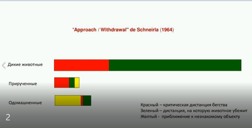 Иллюстрация к вебинару "Школы волка", посвященному благополучию животных в условиях неволи.