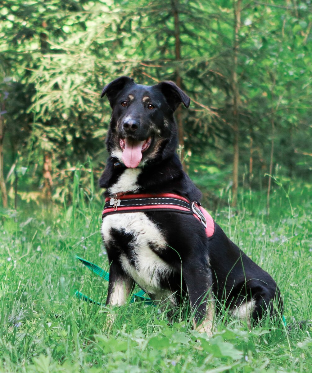 Банда дворян. Джемма