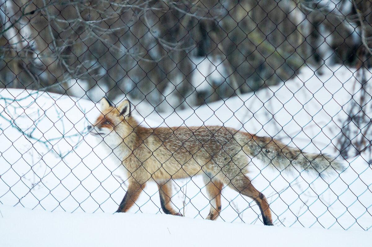 Хитрые лисы могут прогуливаться вдоль усадьбы, особо не беспокоясь о последствиях. Фото Сельсовет