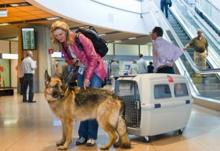 aviasovet.ru