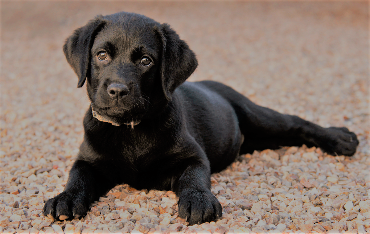 Лабрадор-ретривер и камешки. Отпуск