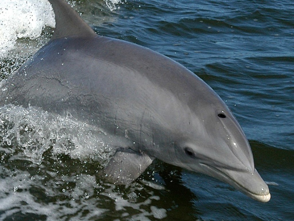 Картинки взяты с открытых источников