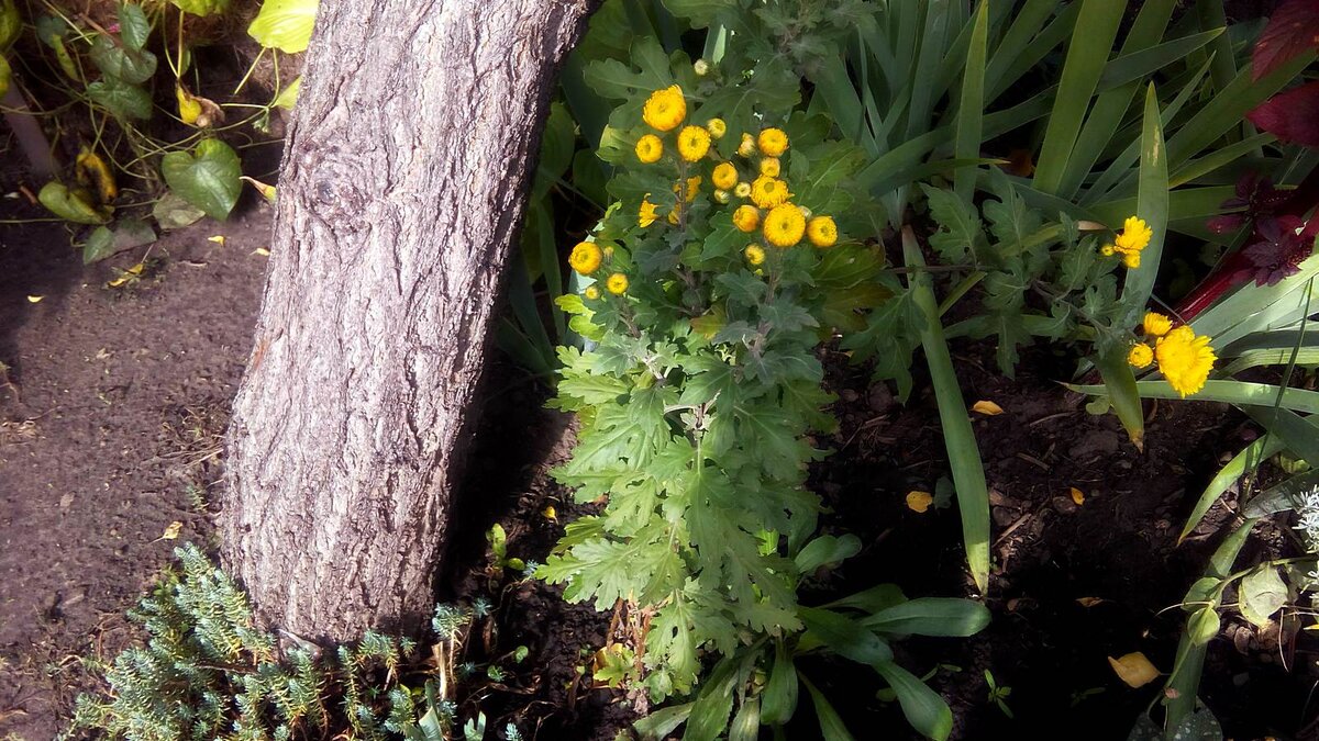 Молодой кустик хризантем, растет на клумбе под абрикосом. Абрикос будем убирать в следующем году.